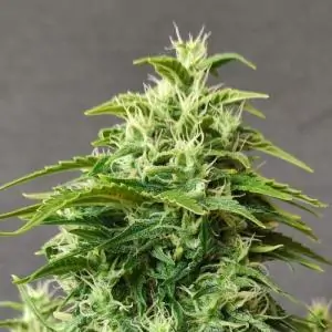 Chronic Ryder BX
