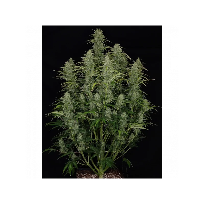 Chronic Ryder BX