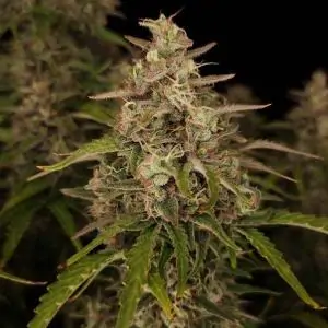 Chronic Ryder BX