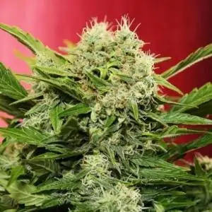 Chronic Ryder BX