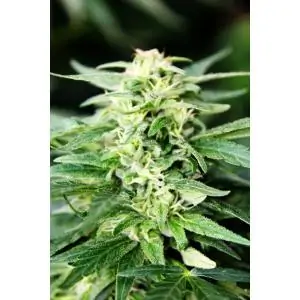 Auto Deepforest Super