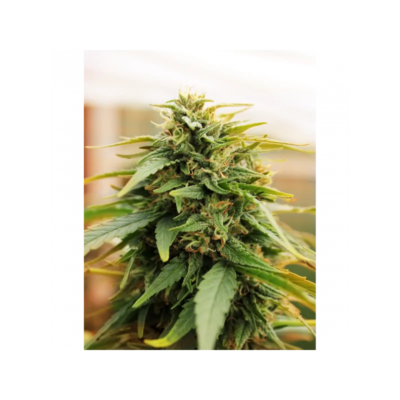 Auto Deepforest Super