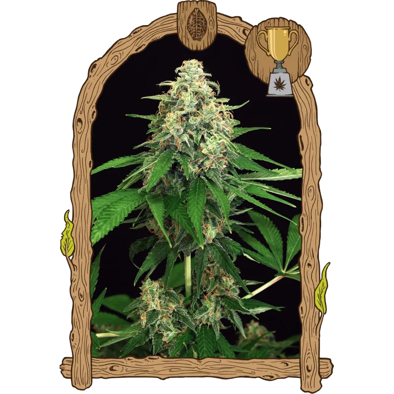 Mango Cream