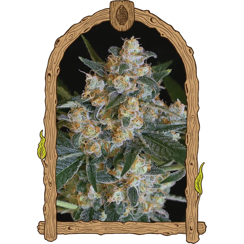 Lemon Candy
