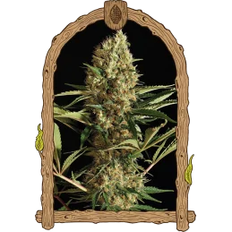 Auto Strawberry Cube