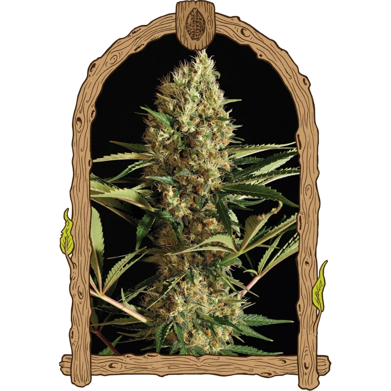 Auto Strawberry Cube