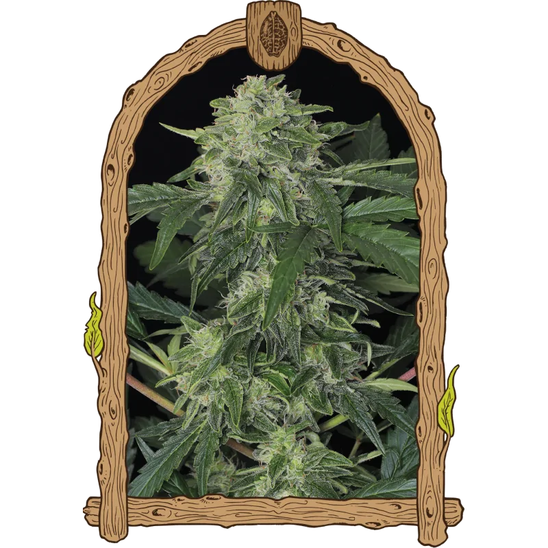 Jungle Fever Auto