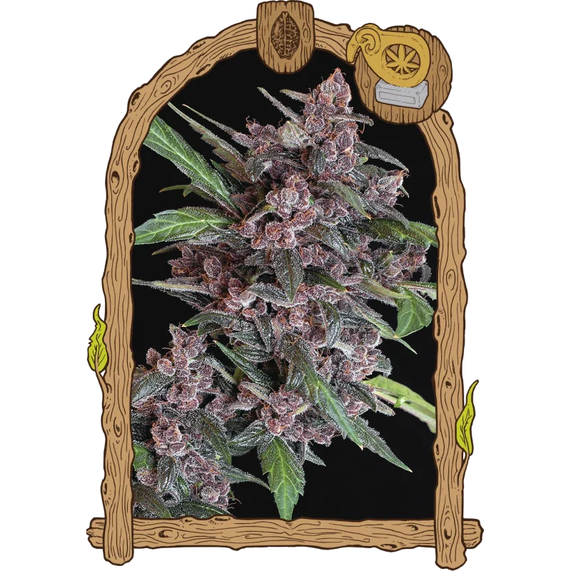 Auto Black Lemon