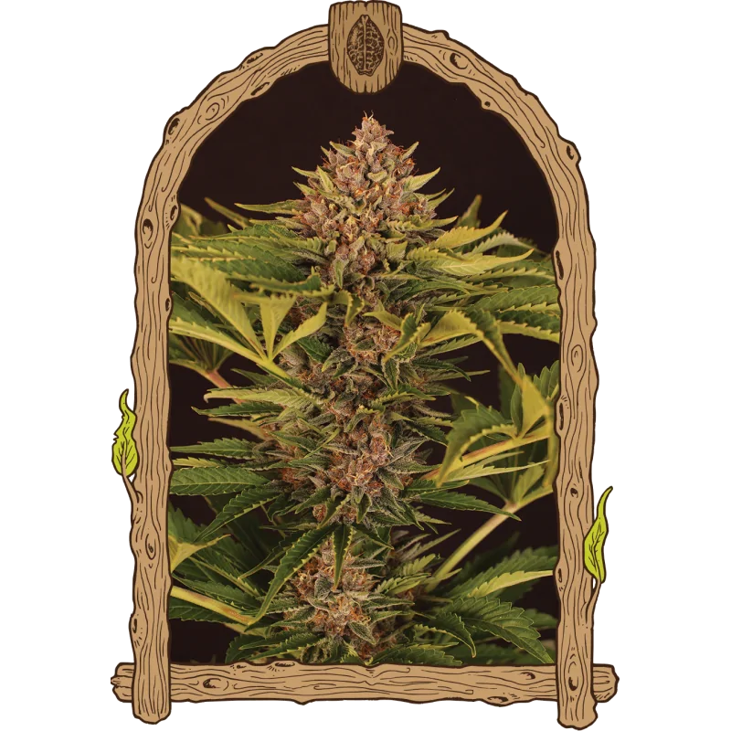 Auto Strawberry Cola