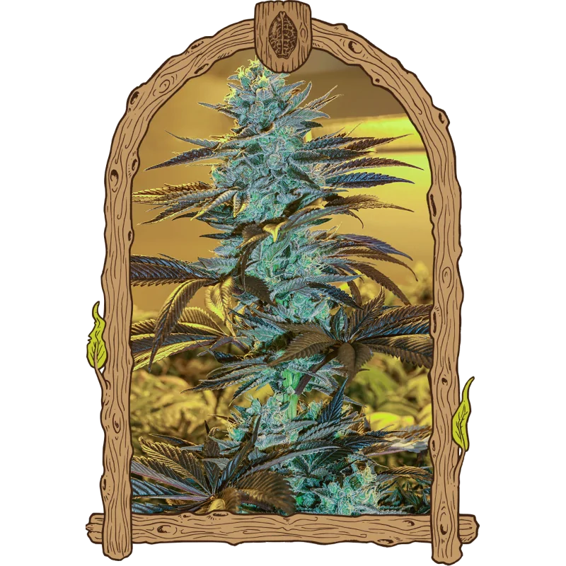 Auto Purple Monkey
