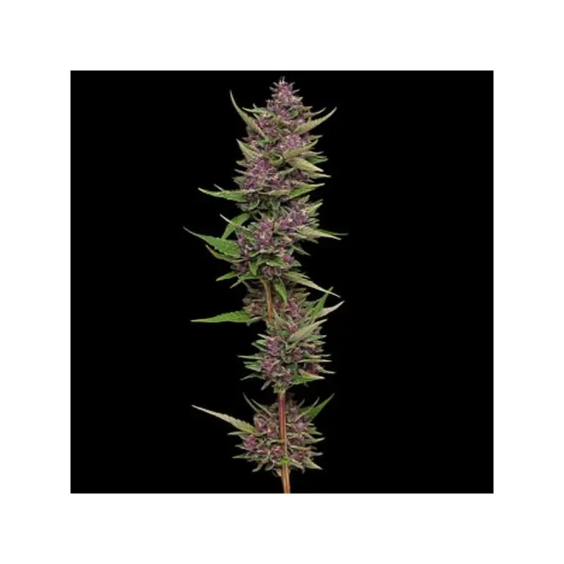 All Gas OG