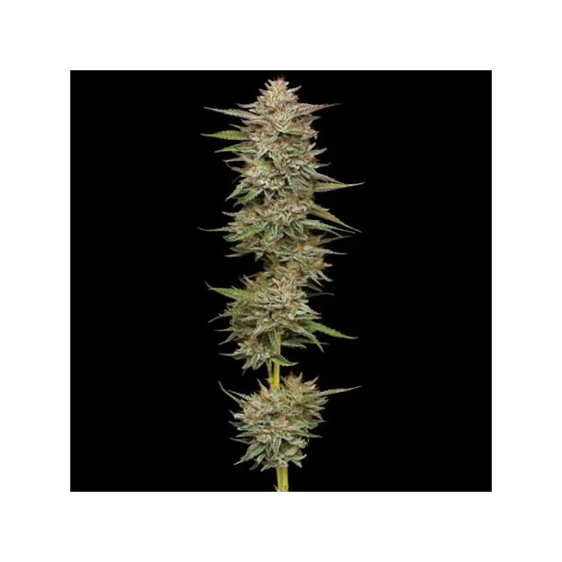 Auto Banana OG