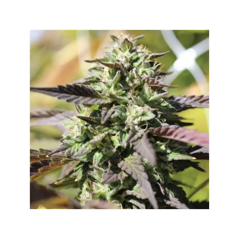 Auto Chunkadelic
