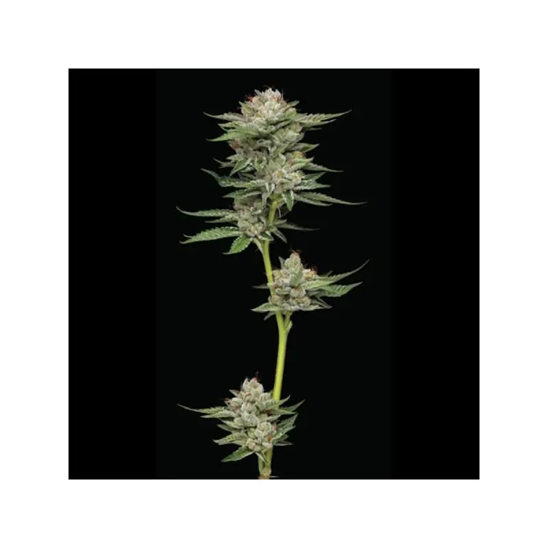 Auto Durban Poison