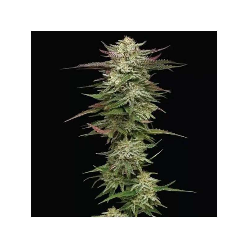 Auto Humboldt Headband