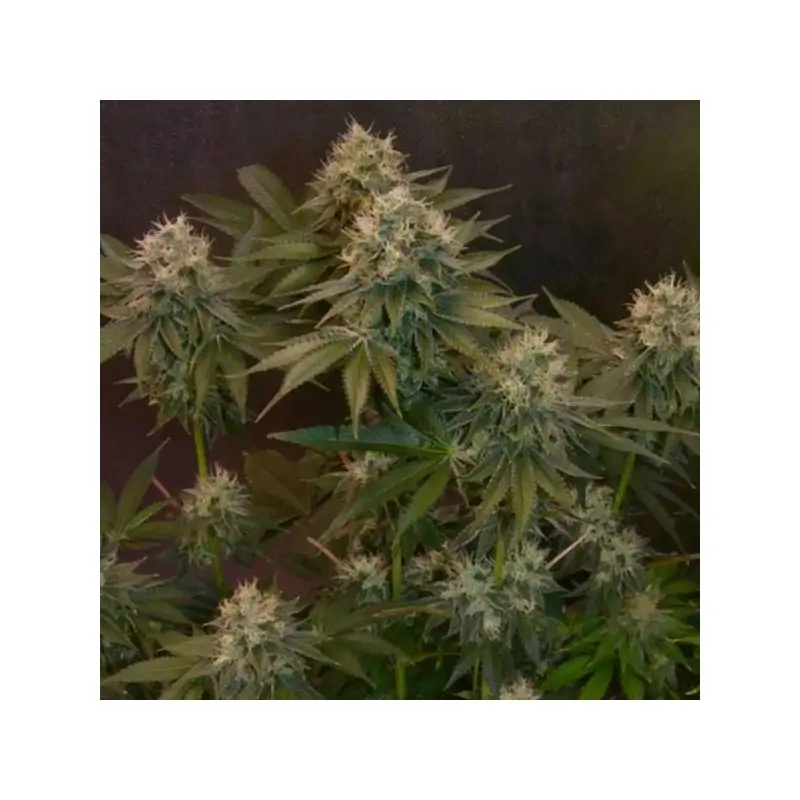 Auto Jelly Donutz