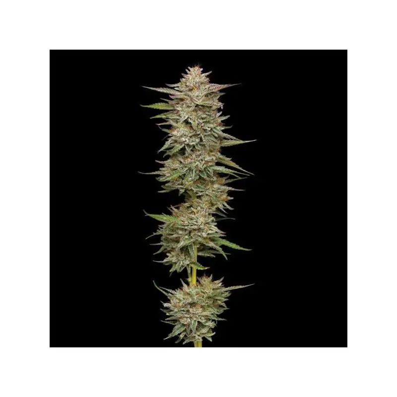 Banana OG