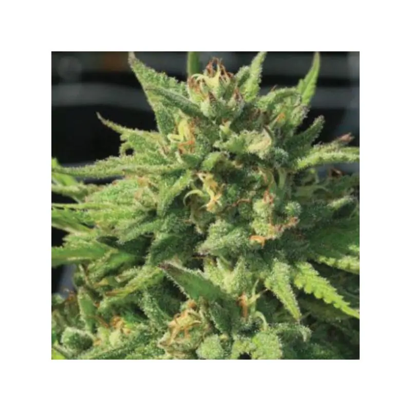Bigfoot Glue