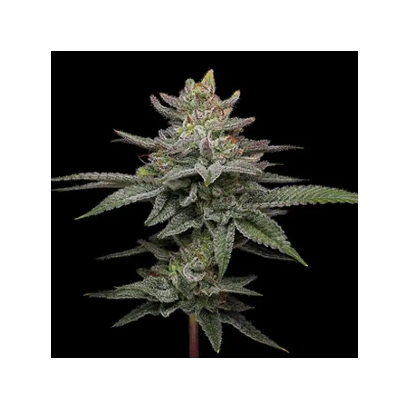 Blueberry Cupcake