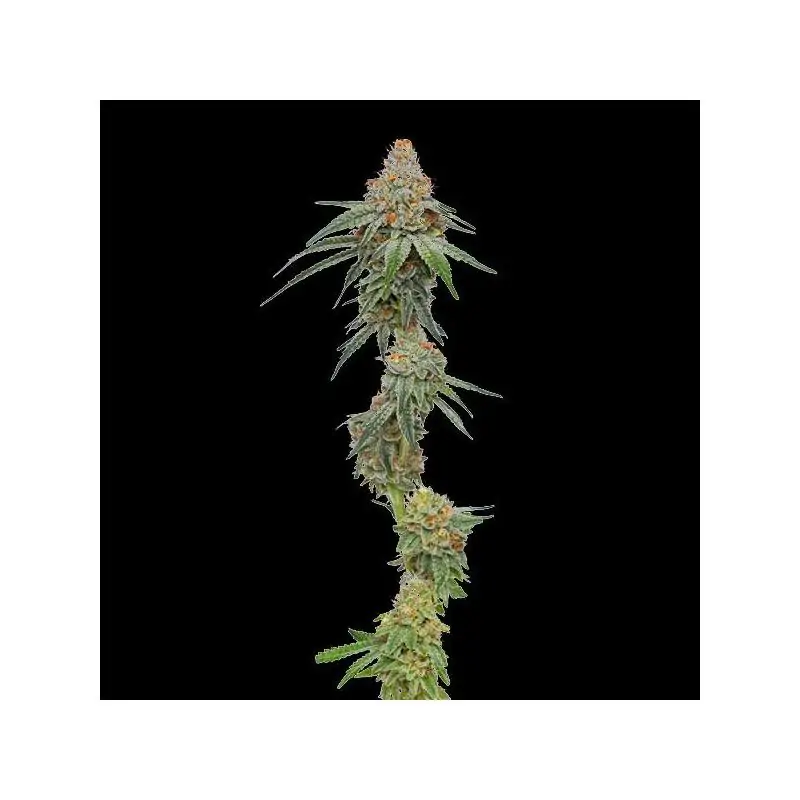 Pineapple Upside Down Cake