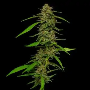 Strawberry Cheesecake