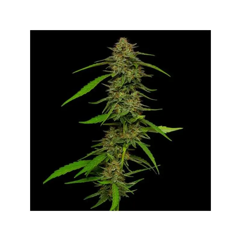 Strawberry Cheesecake