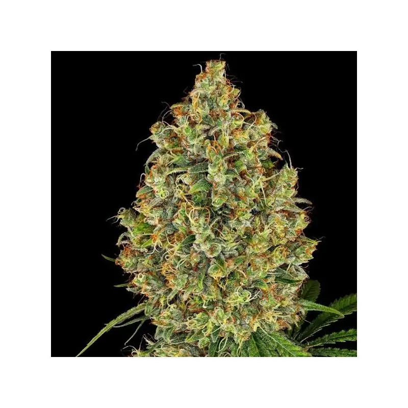AK420