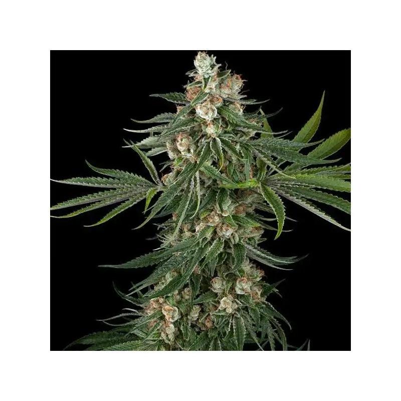 Fallout OG