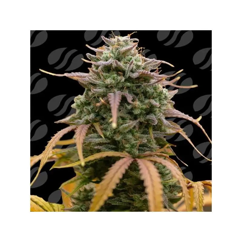 Auto Pineapple Pulse