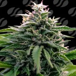 Auto CreamZilla