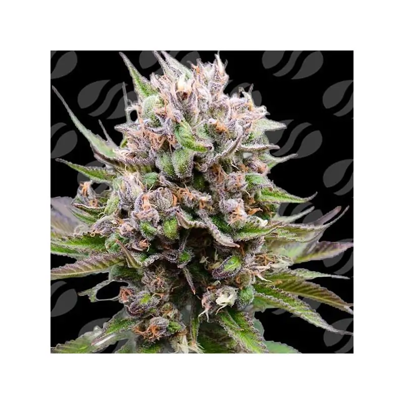 Auto Cotton Berry Rush