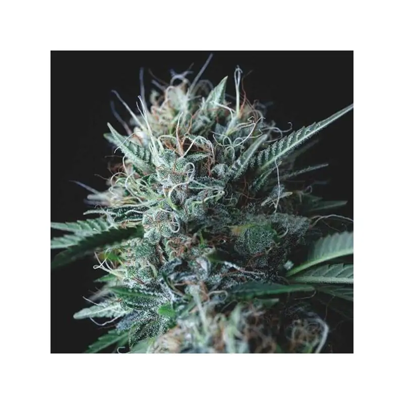 Wembley x Mendocino Pyramid Seeds Gold Line