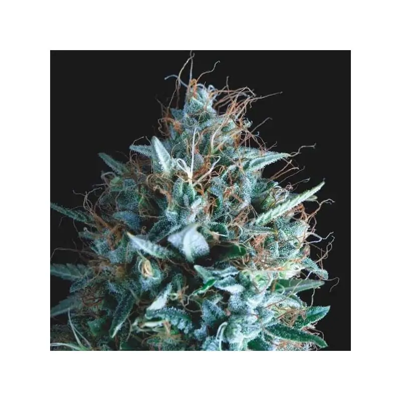 Tutankhamon x Runtz Gold Line