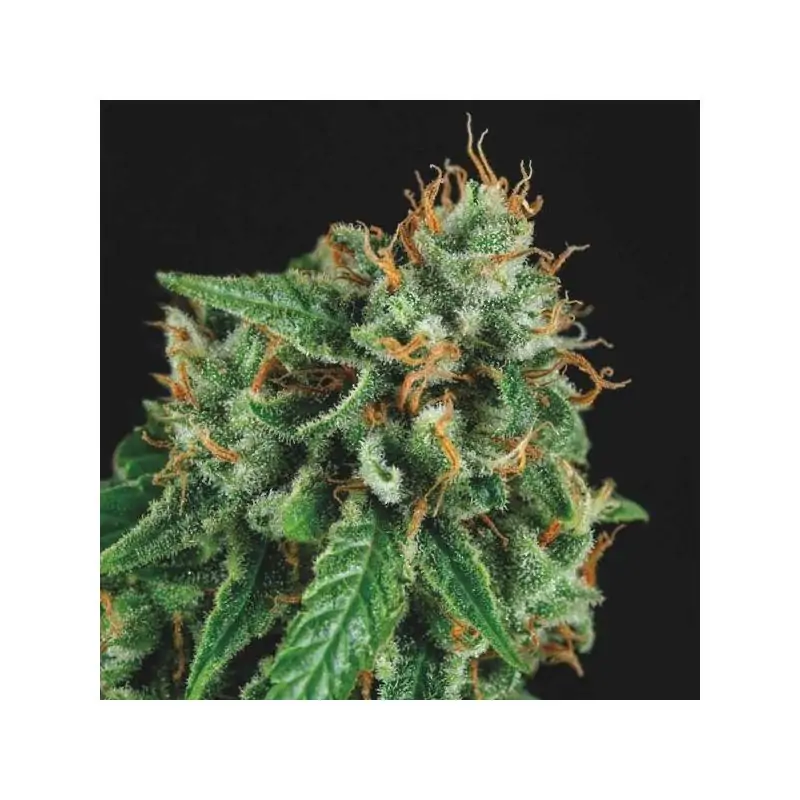 Tutankhamon x Gorilla Glue