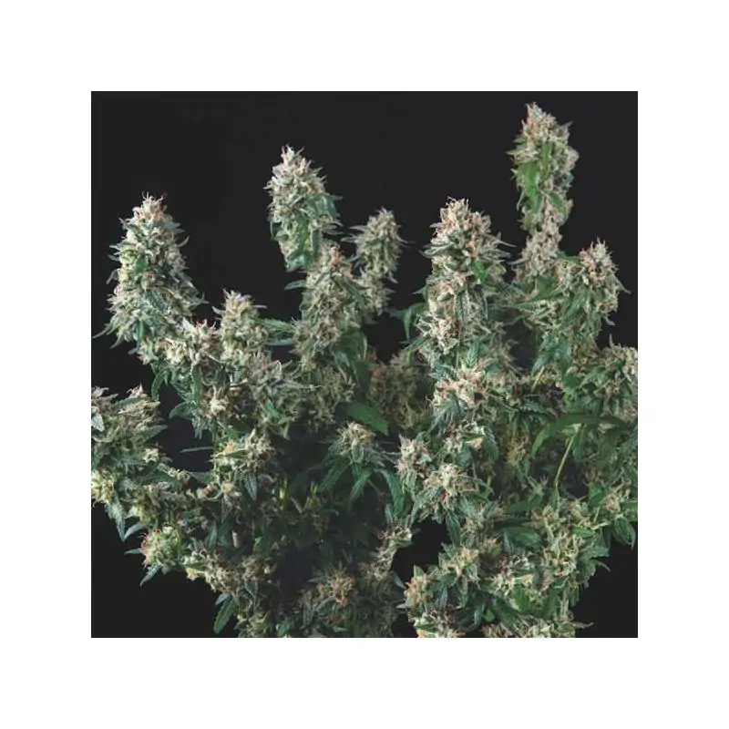 Tutankhamon x Cookies USA Gold Line