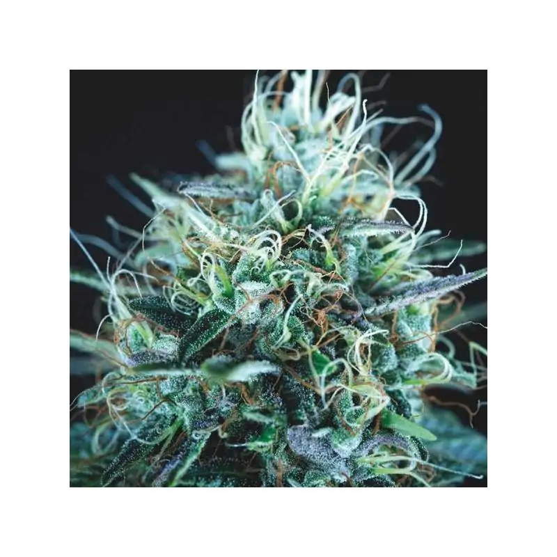 Purple Urkle x Blue Pyramid Gold Line