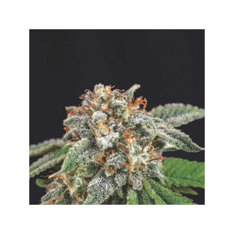 Galaxy x Runtz Gold Line