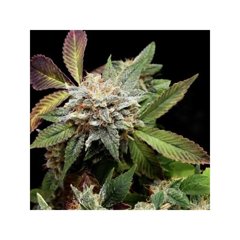 Anubis x Sunset Sherbet Gold Line