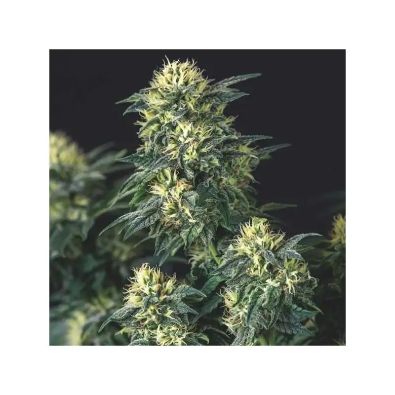 Anesthesia x Runtz Gold Line