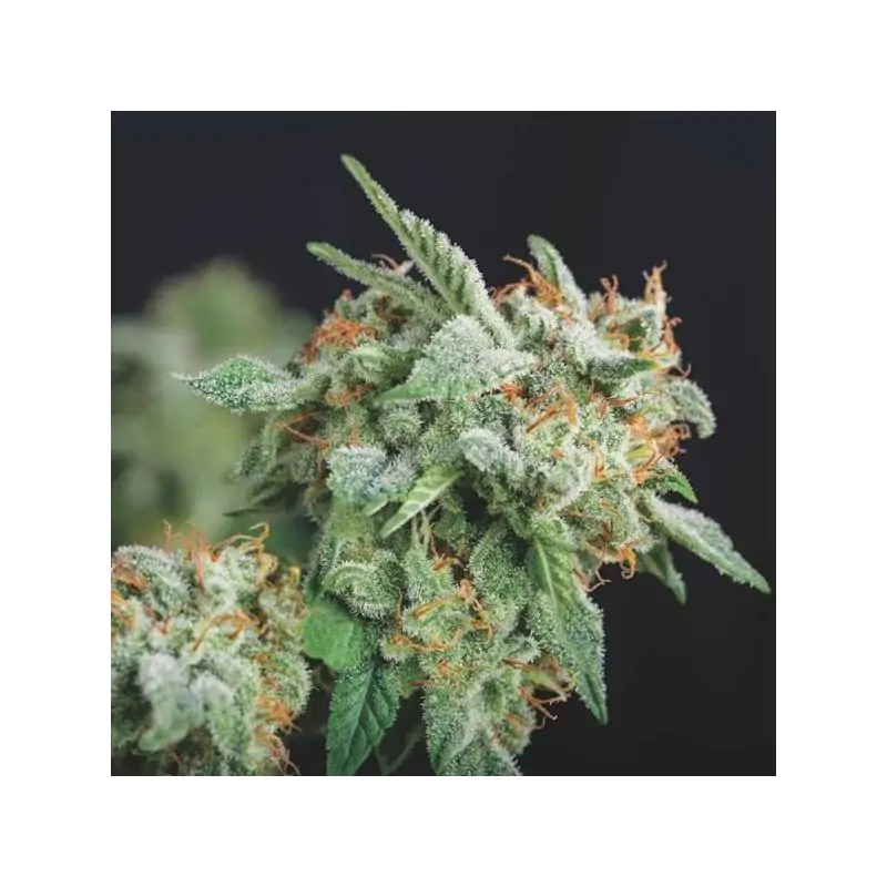 Northern Lights x Runtz Gold Line