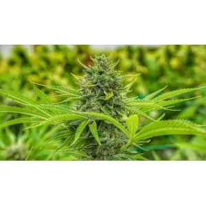 Clementine Slush 6 u. Fem