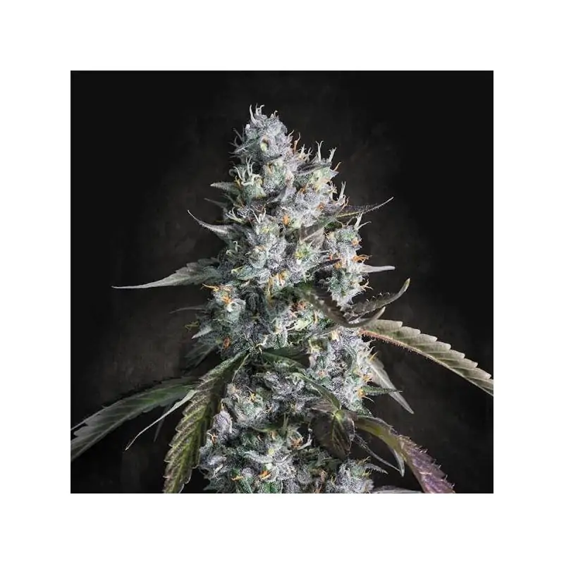 Auto Red Velvet paradise seeds