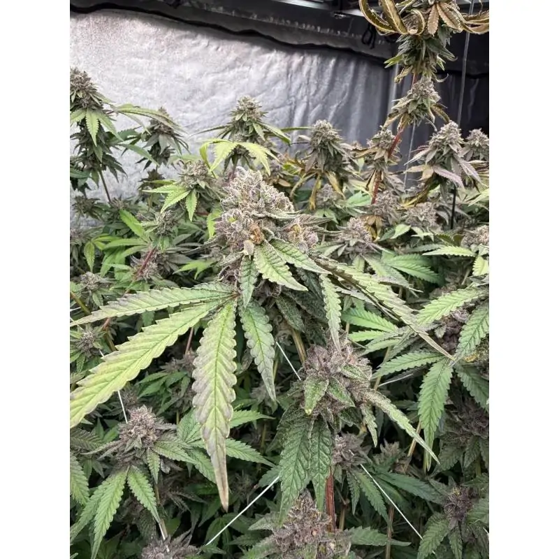 Biscotti Gelato FastBuds Seeds
