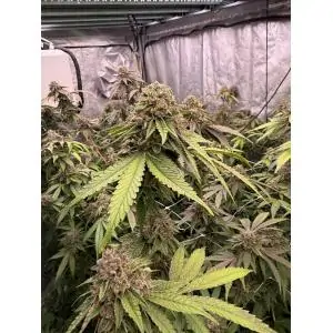 Biscotti Gelato FastBuds Seeds
