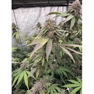 Biscotti Gelato FastBuds Seeds