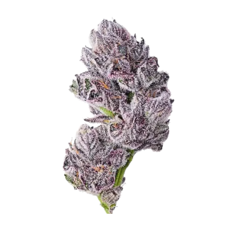 Triploid F1 Iced sangria