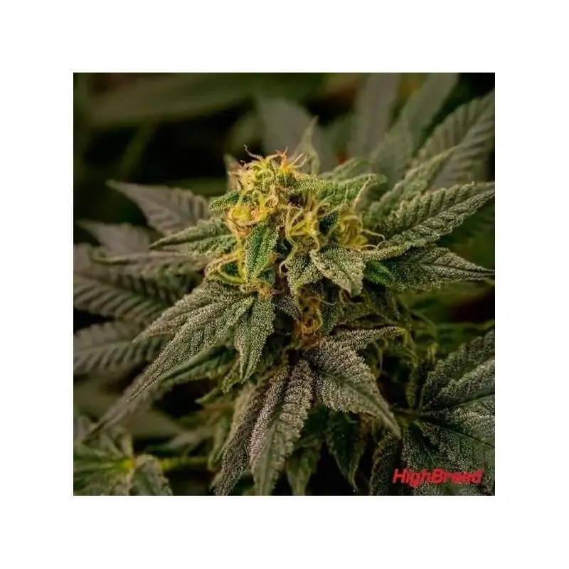 AUTO BRICK BANANA BLOCKS