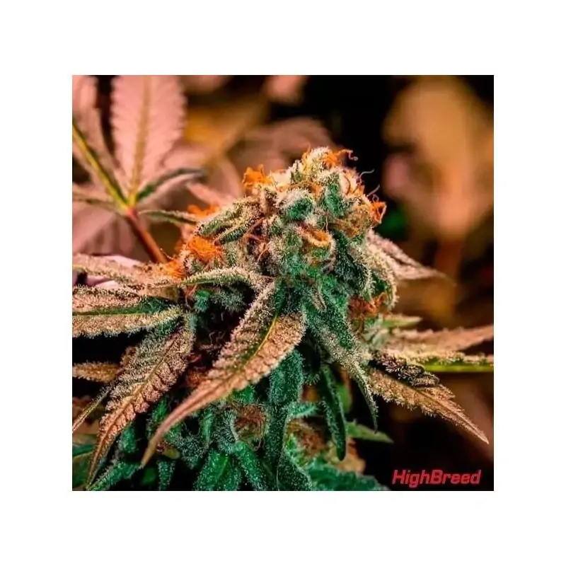 AUTO GARY RAINBOW ROAD