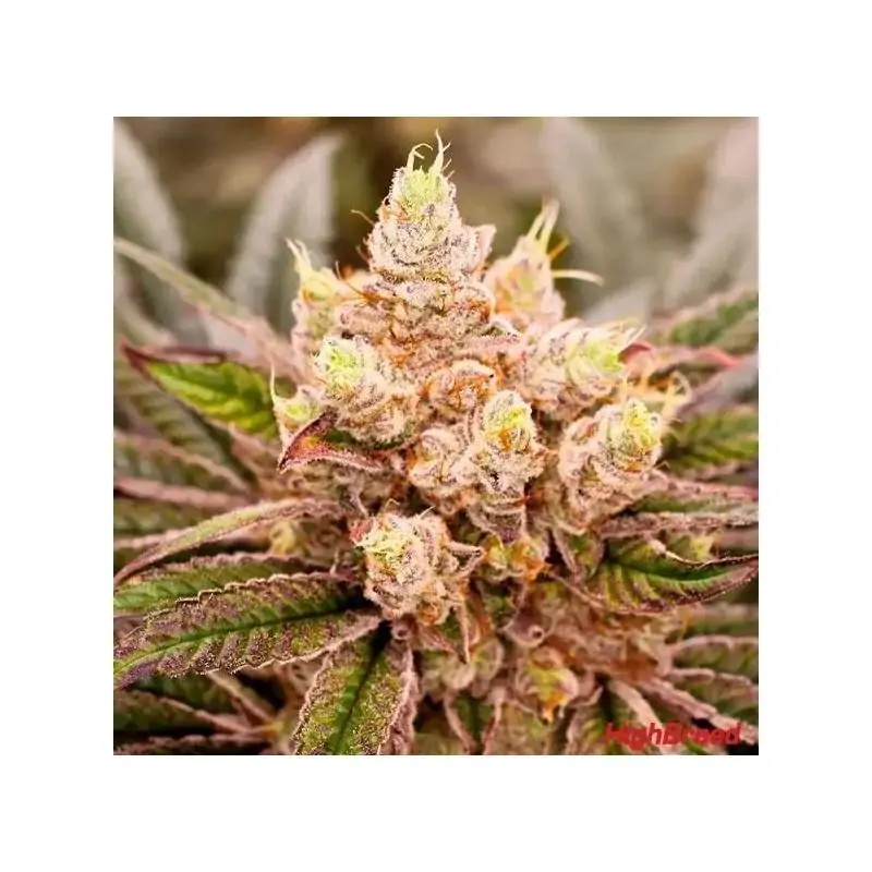 SHERBET JEDI JOINT