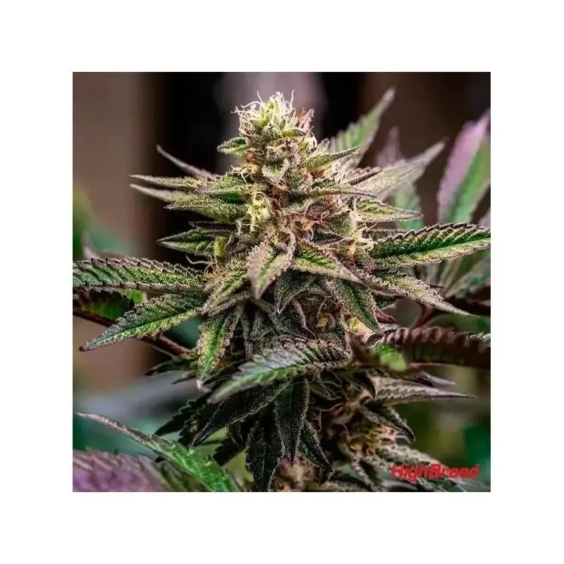 AUTO GOMU GOMU MANGO